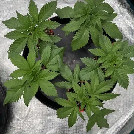 Cherry Poppers 🔞