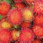 Lychee ㊗️
