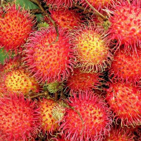 Lychee ㊗️