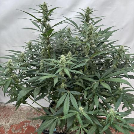 Getting ☃️ with the boys