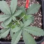 Strawberry Jungle