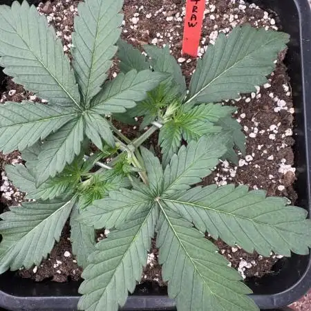 Strawberry Jungle