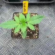 La Bomba x Cherry Crush