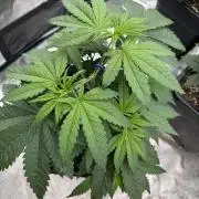 Lemon Tree x Banana Krumble