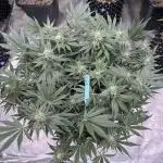 Citrus Slurpee 🍊🥤