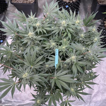 Citrus Slurpee 🍊🥤