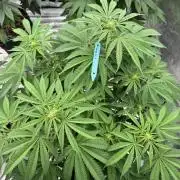 Lemon Tree x Banana Krumble