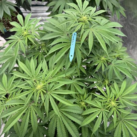 Lemon Tree x Banana Krumble