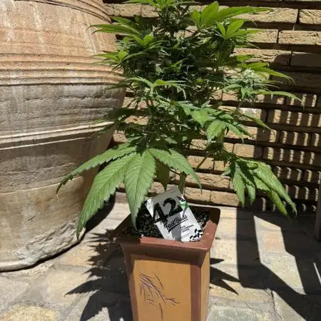 Budzaï ⛩️