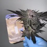 Fluffy Pancakes 🥞