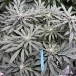 Fluffy Pancakes 🥞