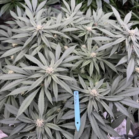 Fluffy Pancakes 🥞