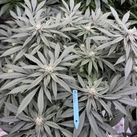 Fluffy Pancakes 🥞