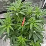 Cherry Poppers 🔞