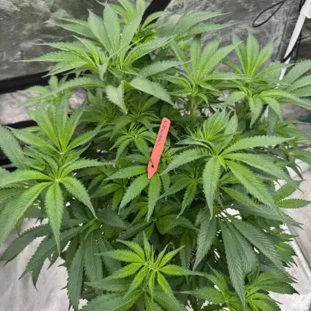 Cherry Poppers 🔞