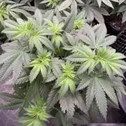 Old School 😶‍🌫️