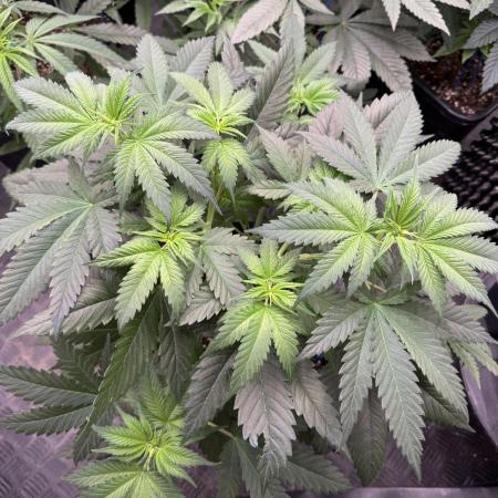 Old School 😶‍🌫️