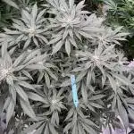 Fluffy Pancakes 🥞