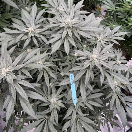 Fluffy Pancakes 🥞