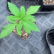 Blueberry x ocean fruit