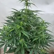 Orange Zest 🍊🍸