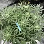 Citrus Slurpee 🍊🥤