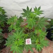 GG4 x Red Pop 🇺🇸