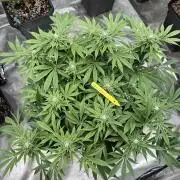 Golden sands 🏜️