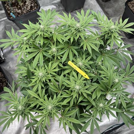 Golden sands 🏜️