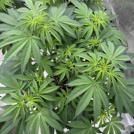 Lemon Tree x Banana Krumble