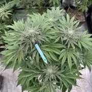 Lemon Tree x Banana Krumble