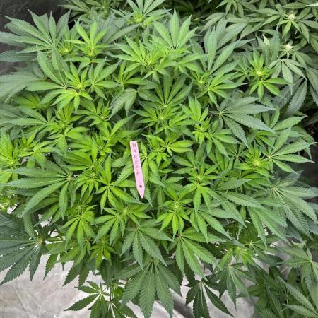Strain of the Year 23