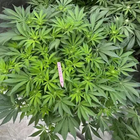 Strain of the Year 23