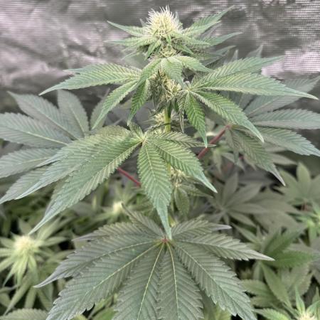 Strain of the year 24
