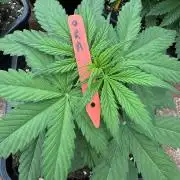 Orange Zest 🍊🍸