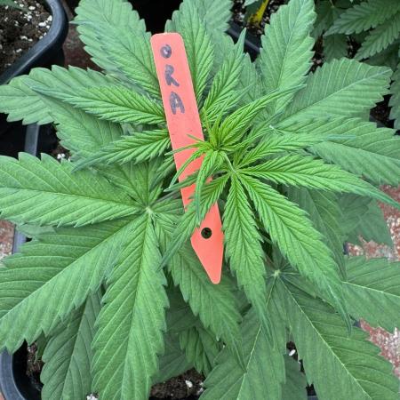 Orange Zest 🍊🍸