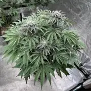 Lemon Tree x Banana Krumble