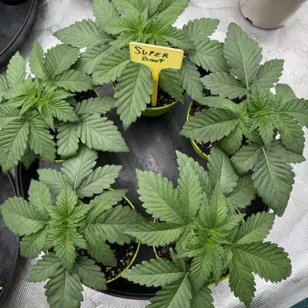 Strain of the year 24