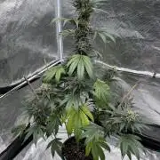 1st clone run 👯♀️✂️