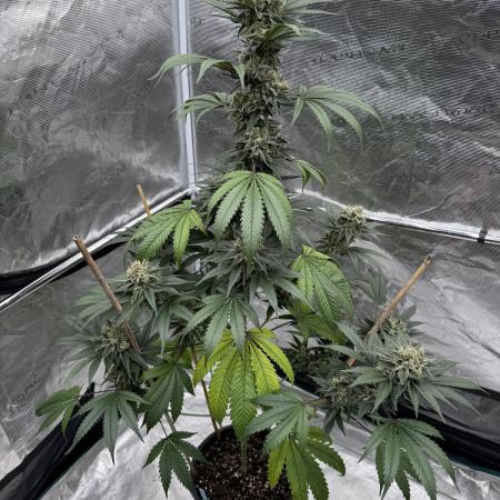 1st clone run 👯‍♀️✂️