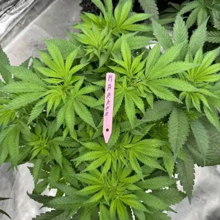 Strain of the Year 23