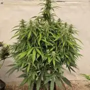 Orange Zest 🍊🍸