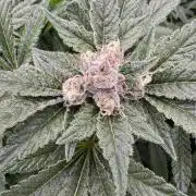 Citrus Slurpee 🍊🥤