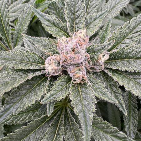 Citrus Slurpee 🍊🥤