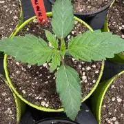 Acai x Black Cherry Funk