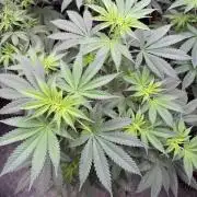 Old School 😶‍🌫️