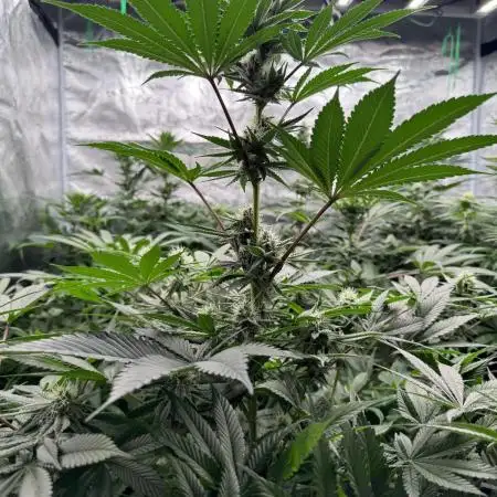 Strain of the year 24