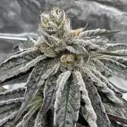 1st clone run 👯‍♀️✂️