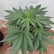 Cherish the Cherry Cola