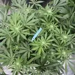 Citrus Slurpee 🍊🥤